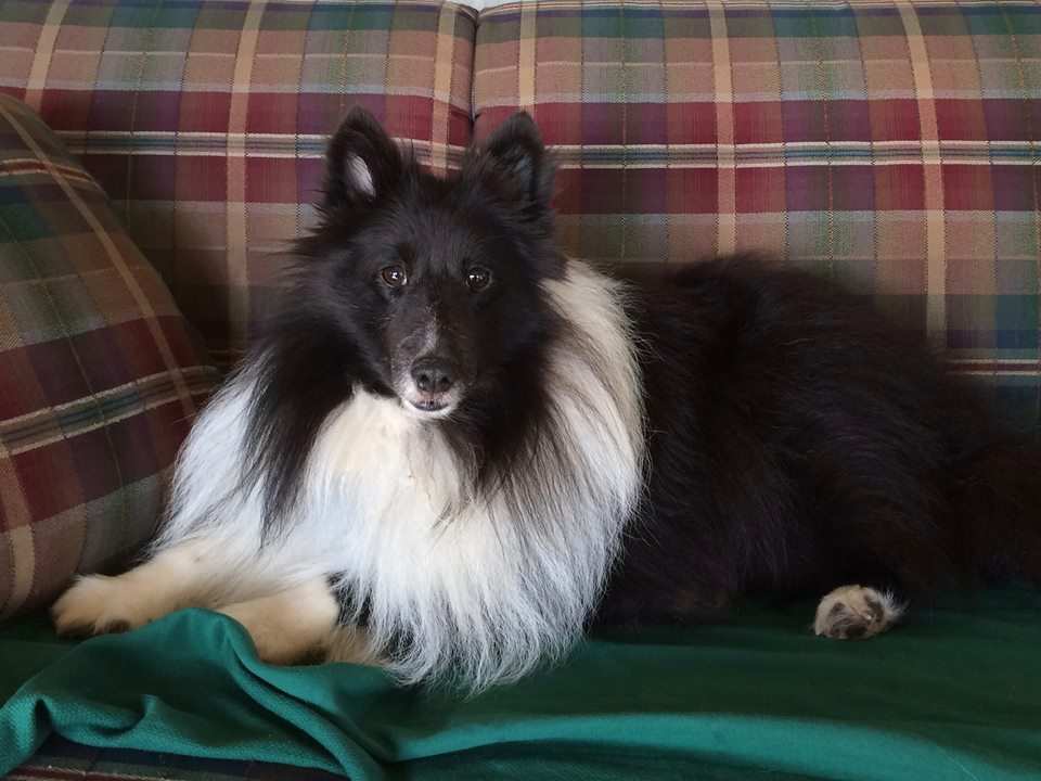 Dodger chilling on couch