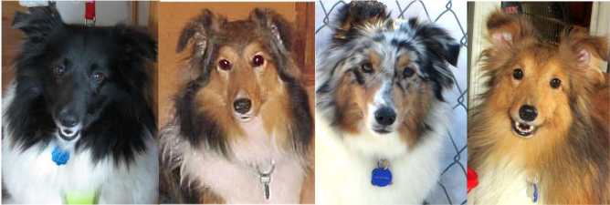 Sheltie Slide Show